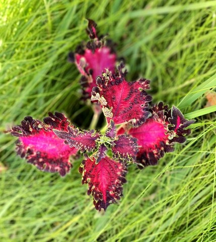 Поцелуй граната ТМ колеус КСР