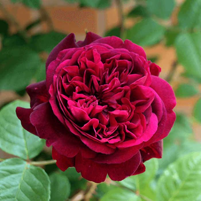 Роза сорт шекспир фото и описание