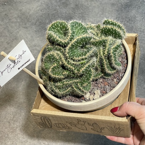 Опунция Цилиндрика кристата в керамике d15