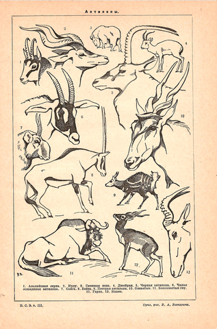 Литография «Антилопы»