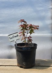 Teofrast Клен дланевидный acer palmatum сорт deshojo