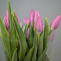 Пачка Фиолетовых Тюльпанов (25 шт.)