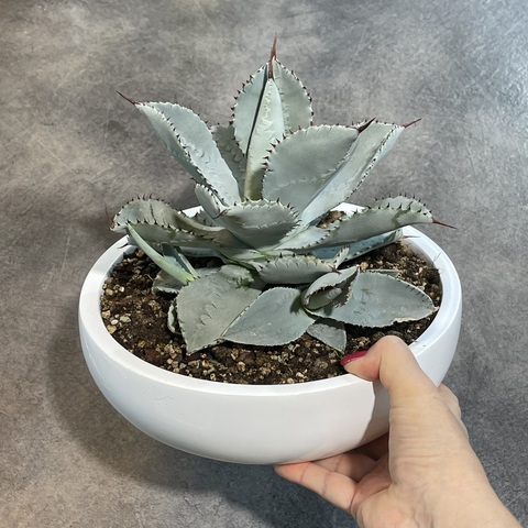 Агава Пигмея