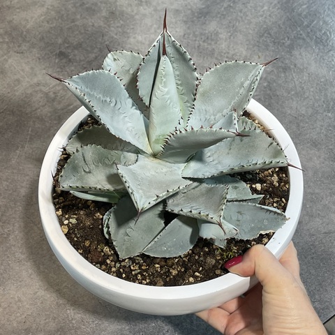 Агава Пигмея