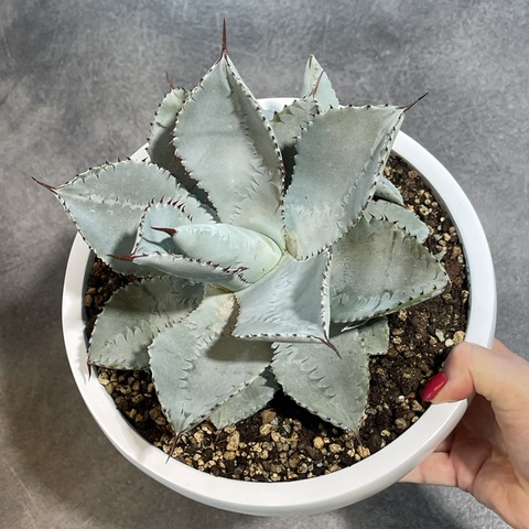 Агава Пигмея