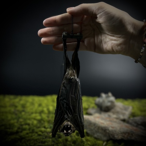 Летучая мышь в подарочной коробке