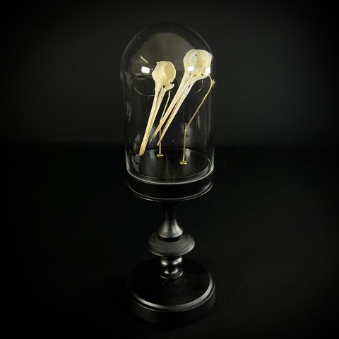 Черепа птиц в клоше