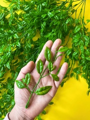 Ампельное растение, зелень искусственная свисающая, цвет зеленый, 73 см, набор 2 шт