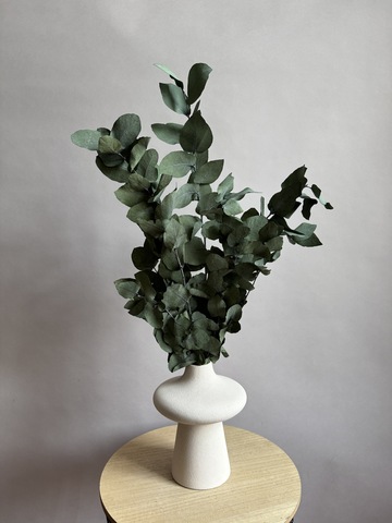 Эвкалипт Стуартиана стабилизированный зеленый