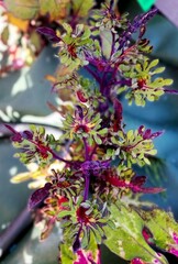 Теона ТТ колеус