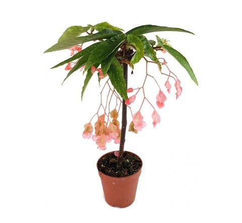 Бегония штамб