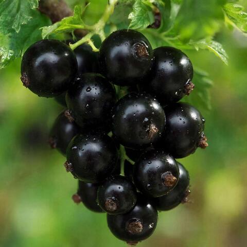 Масло смородины черной, раф. 50гр