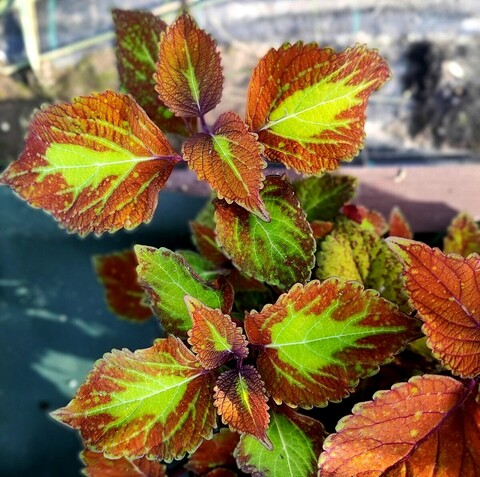 Осенний блюз UO колеус КСР