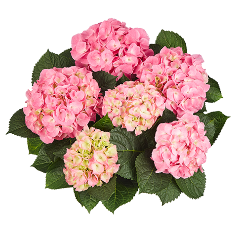 Гортензия крупнолистная (Macrophylla) Marine Pink 6 шт.