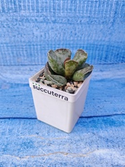 Adromischus Cooperi (Адромискус)