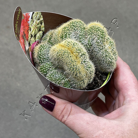 Нотокактус Ленингхаузи Кристата d7