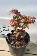 Teofrast Клен дланевидный acer palmatum сорт deshojo