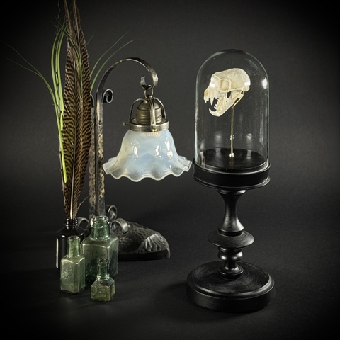 Череп суриката в клоше