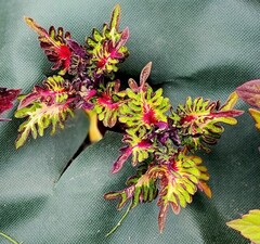 Теона ТТ колеус