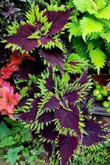 Мистика колеус КСР