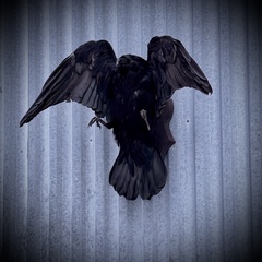 Чучело ворона