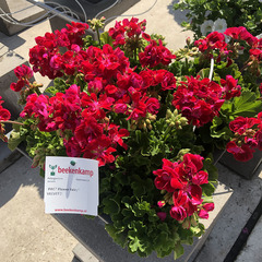 2819 Пеларгония зональная PAC FLOWER FAIRY VELVET        (Весна 2026)