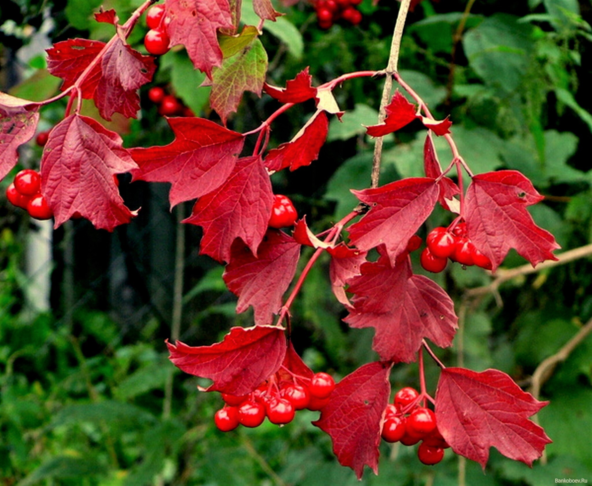 листья калины фото осенью