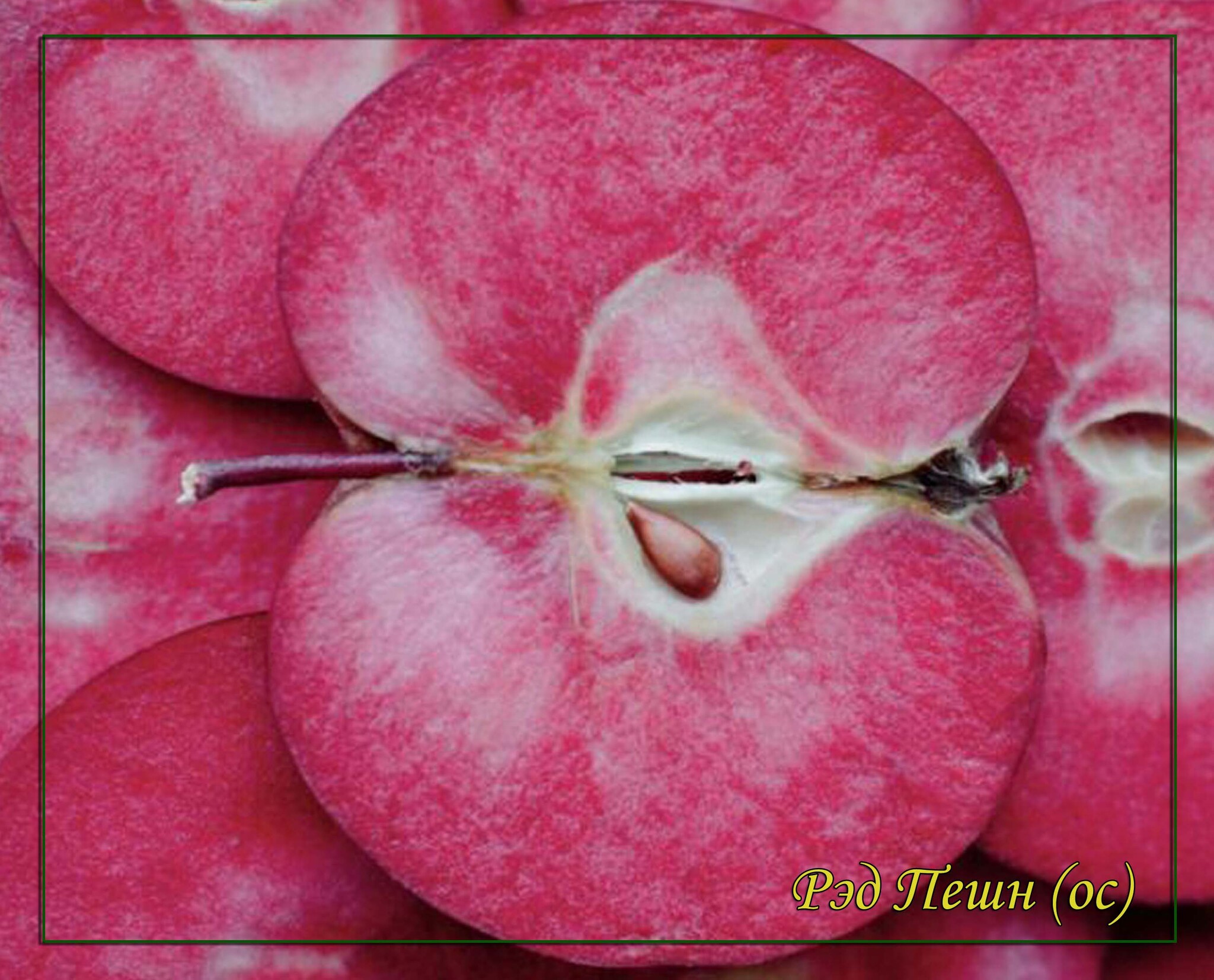 Розовая мякоть яблока сорт. Яблоня пинк перл. Яблоки с красной мякотью сорт. Розовая мякоть яблока сорт. Яблоня розовый жемчуг (красная мякоть).