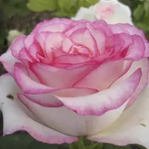 Роза чайно-гибридная биколор Белла Вита 