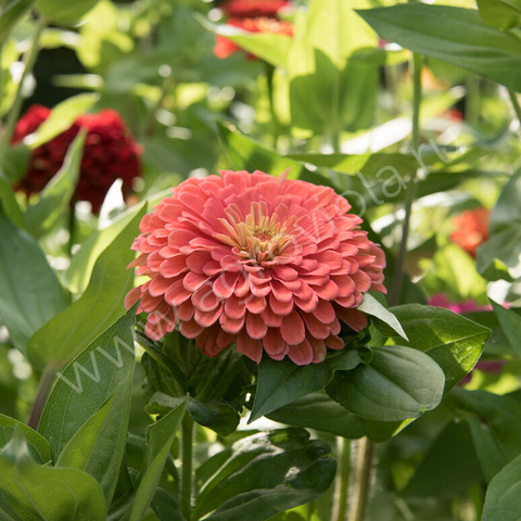 S7116 Цинния Benary's Giant Salmon Rose 5шт.