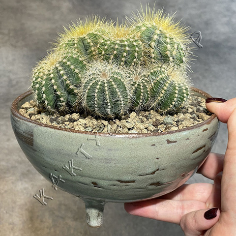 Нотокактус Магнификус в керамике d15