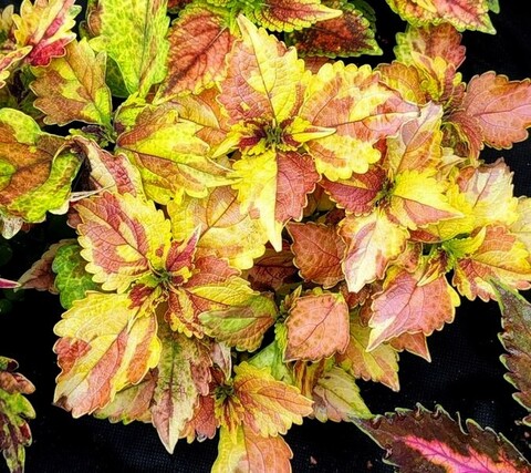 Осень Золотая UO колеус КСР