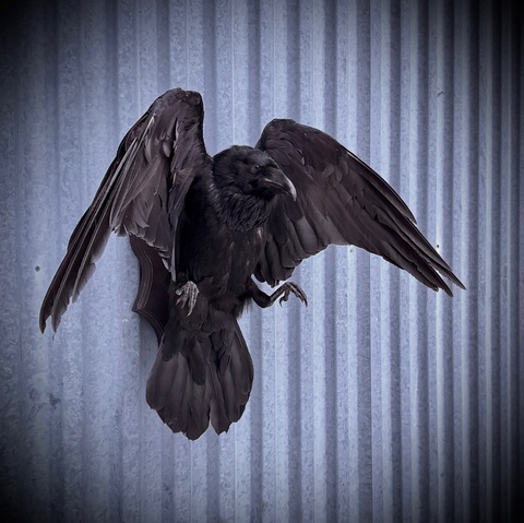 Чучело ворона