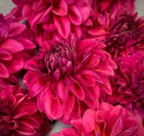 Георгин Перч Хилл (Perch Hill)