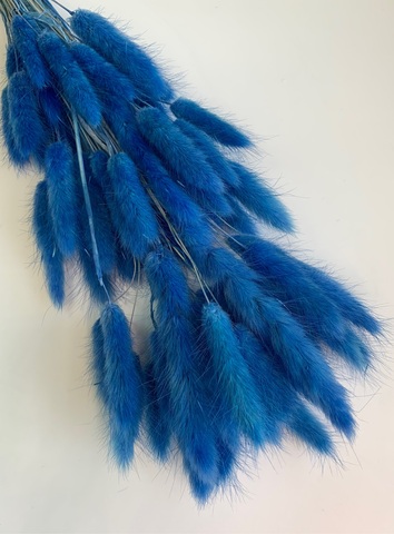 Лагурус Синий (Китай)