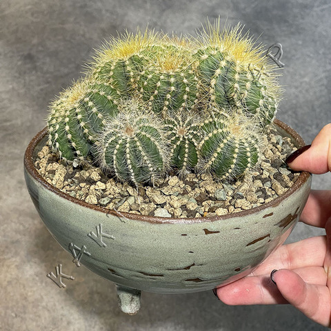 Нотокактус Магнификус в керамике d15