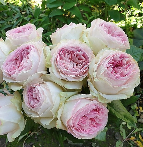 Дольче Саммерхаус (Dolce Summerhouse)