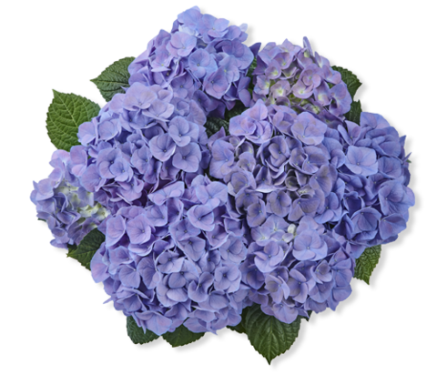 Гортензия крупнолистная (Macrophylla) Sarena Blue 5 шт.