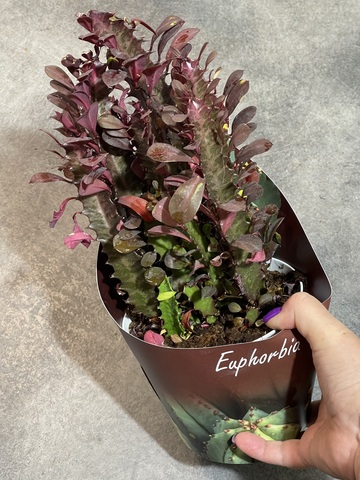 Эуфорбия Тригона Рубра