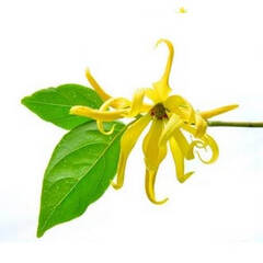 Эфирное масло Иланг-Иланга (Ylang Ylang) - 10 мл. Compagnie des Sens