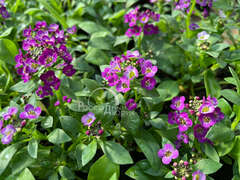 Алиссум пурпурный