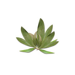 CdS. Каяпут (Cajeput) - 10 ml