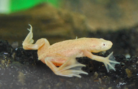 Лягушка Гименохирус альбинос