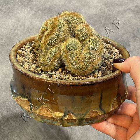 Нотокактус Ленингхауза Кристата в керамике ручной работы d15
