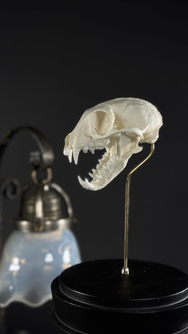 Череп суриката в клоше