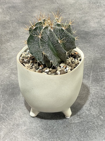 Астрофитум Орнатум в керамике d12