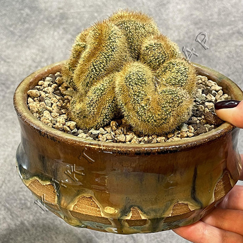 Нотокактус Ленингхауза Кристата в керамике ручной работы d15