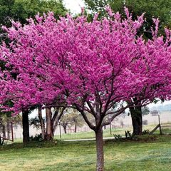 Teofrast Церцис канадский Cercis canadensis