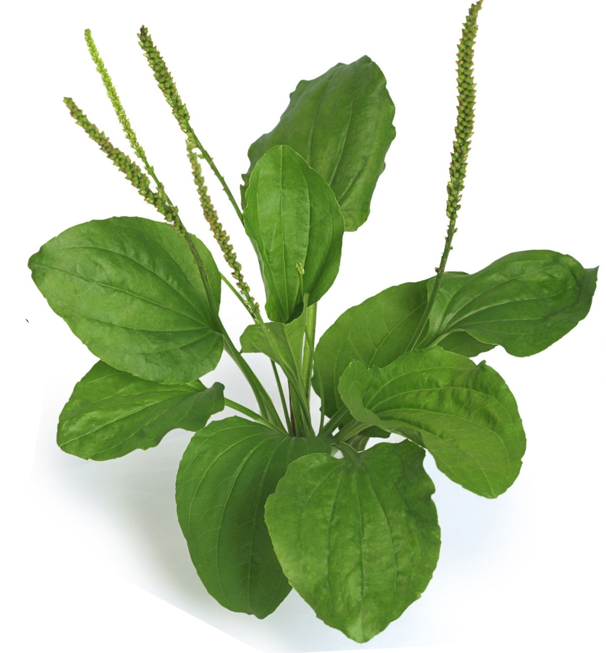 Подорожник (Plantago)