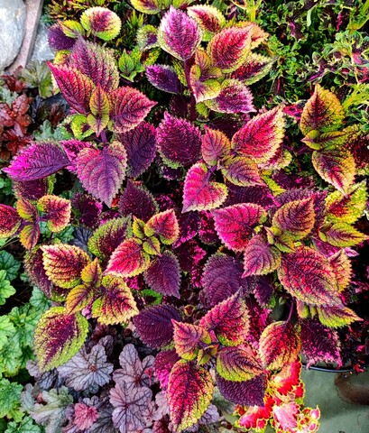 Рафинад колеус КСР